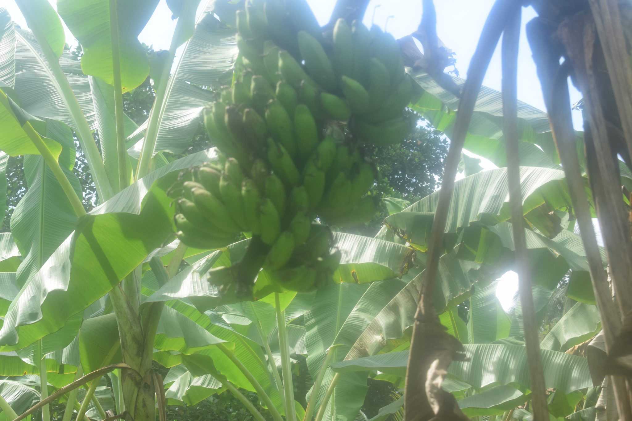 රම්යා කෙසෙල් වගාව