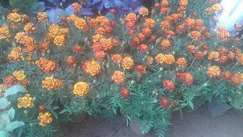Hiruni Nursery