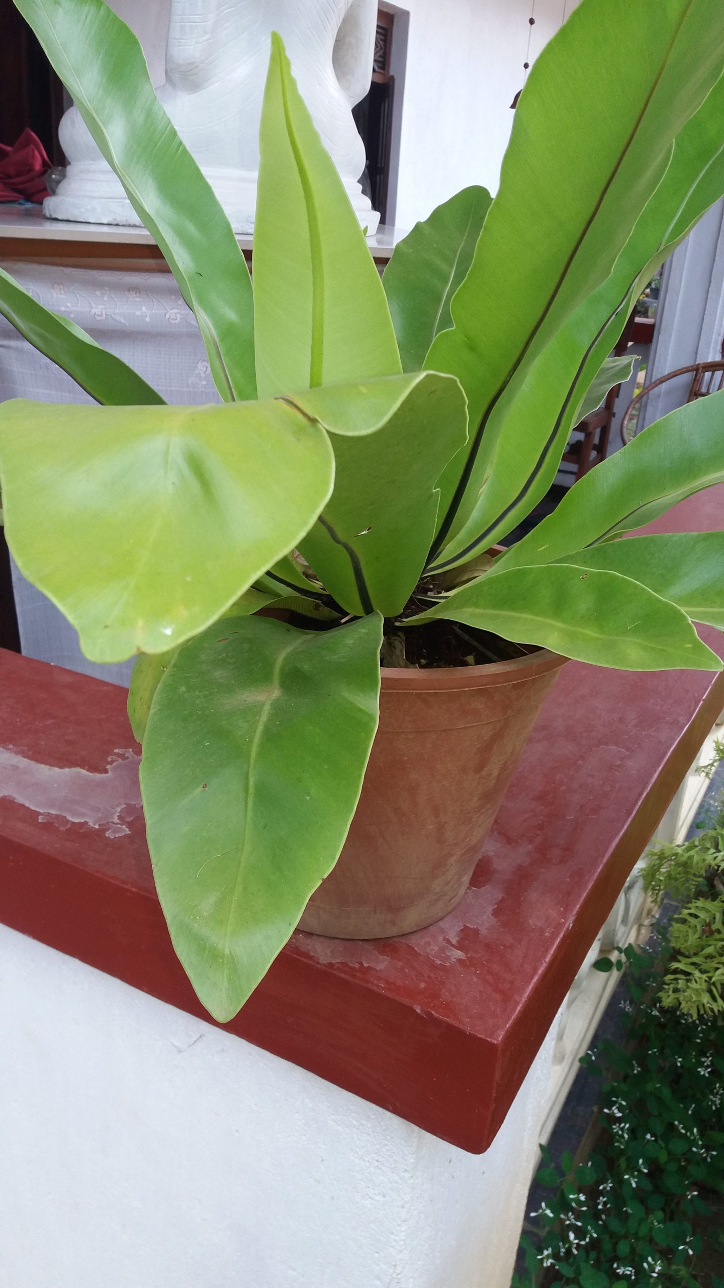 විසිතුරු  මල්