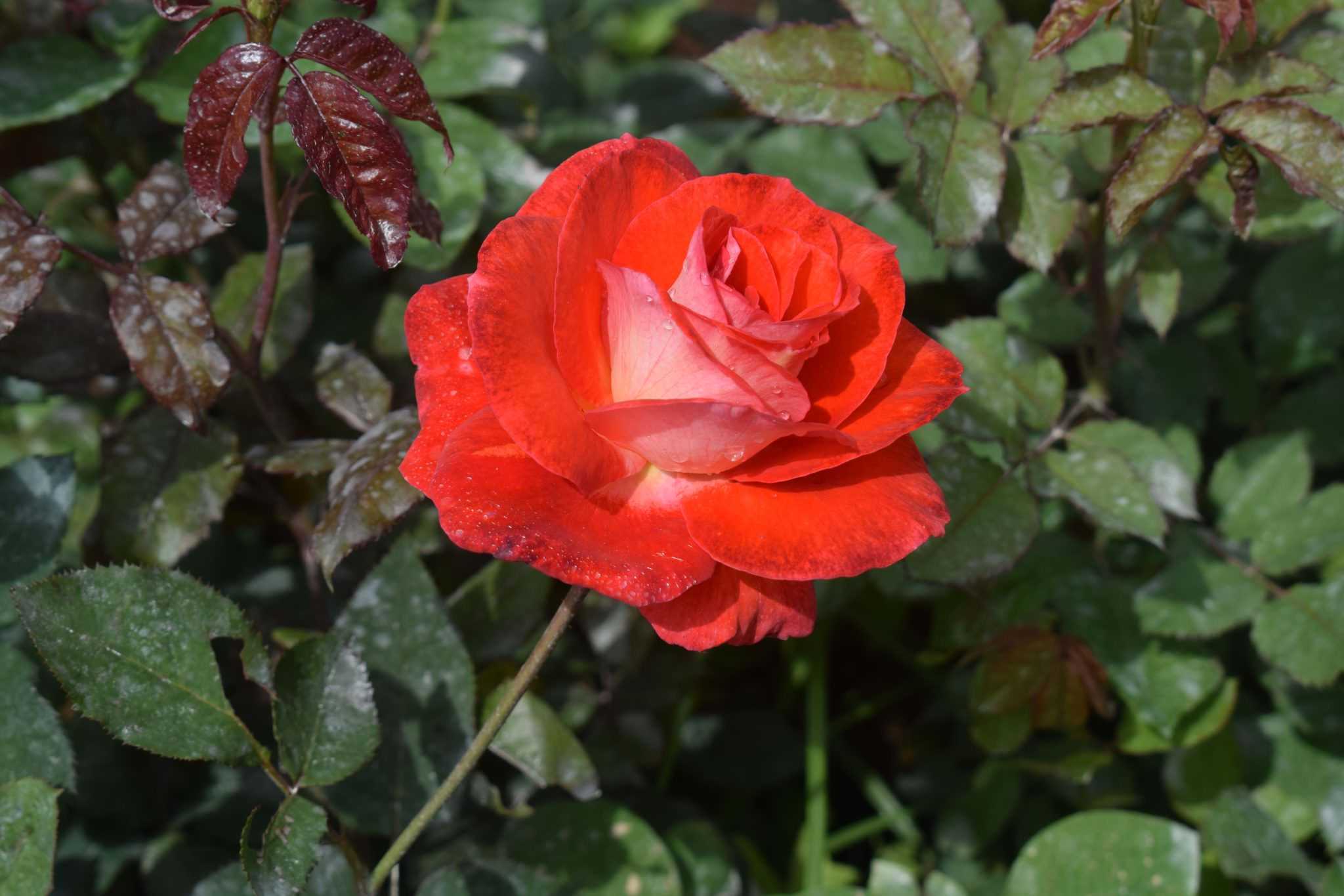 Greate hopes/ flowers (pvt) Ltd