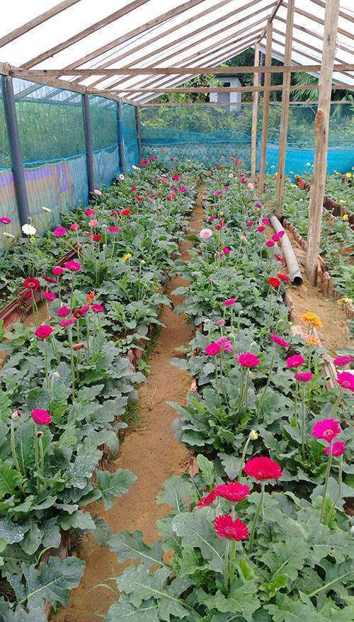 Pipuni Flower Nursery