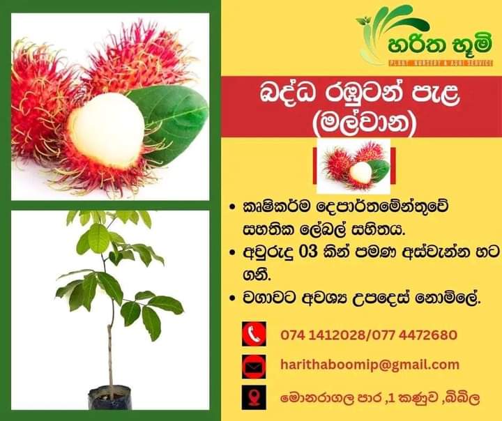 හරිත භූමි පැළ තවාන