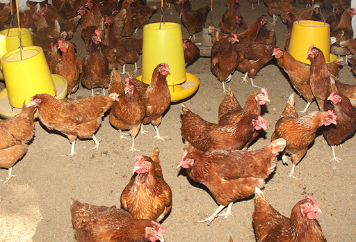 කැලිවැස්ස ෆාම්