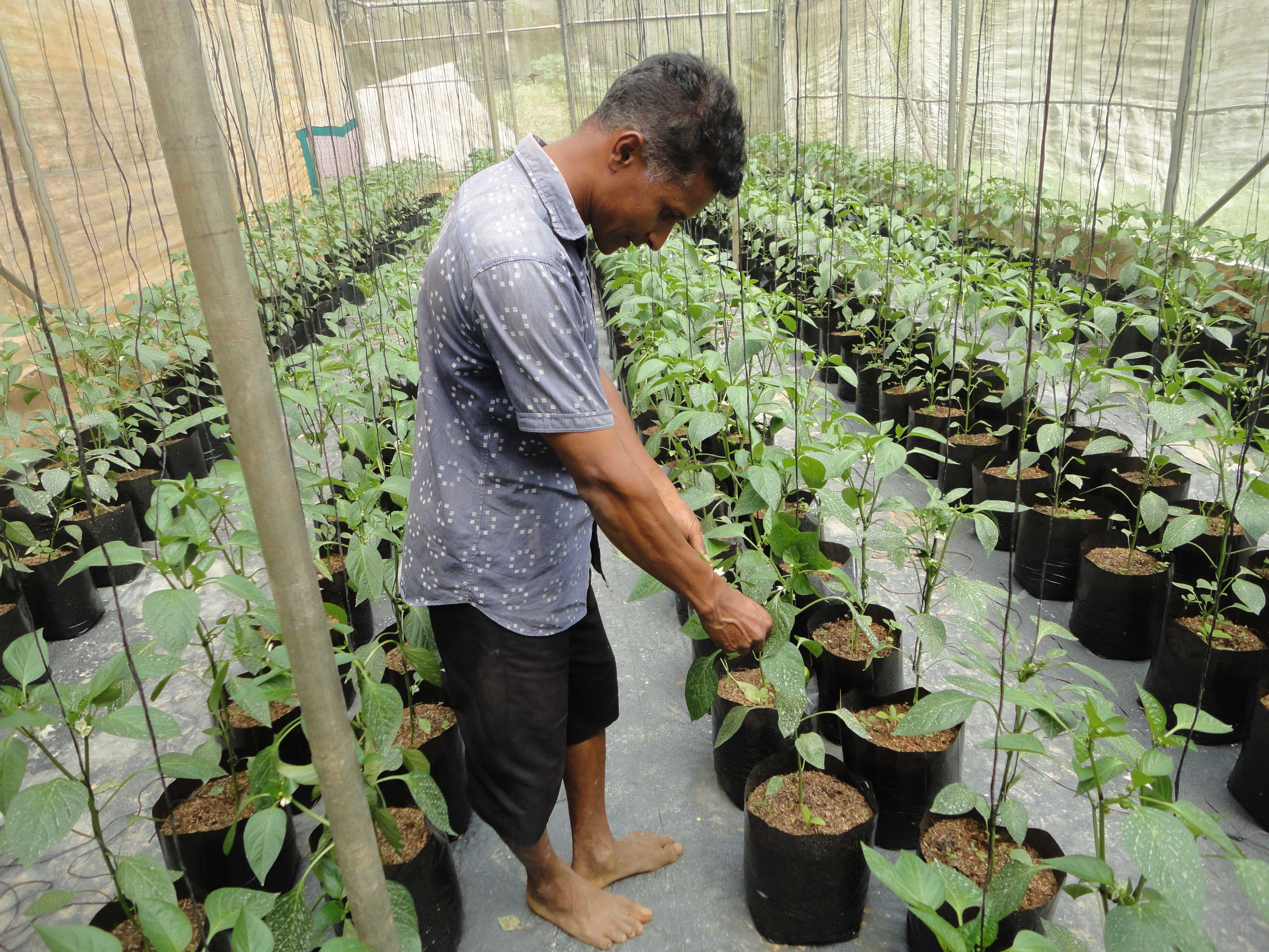 උපේක්ෂා හරිතාගාර නිෂ්පාදන