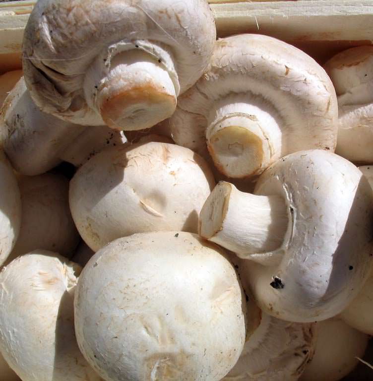 SALITHA MUSHROOM PRODUCTIONS