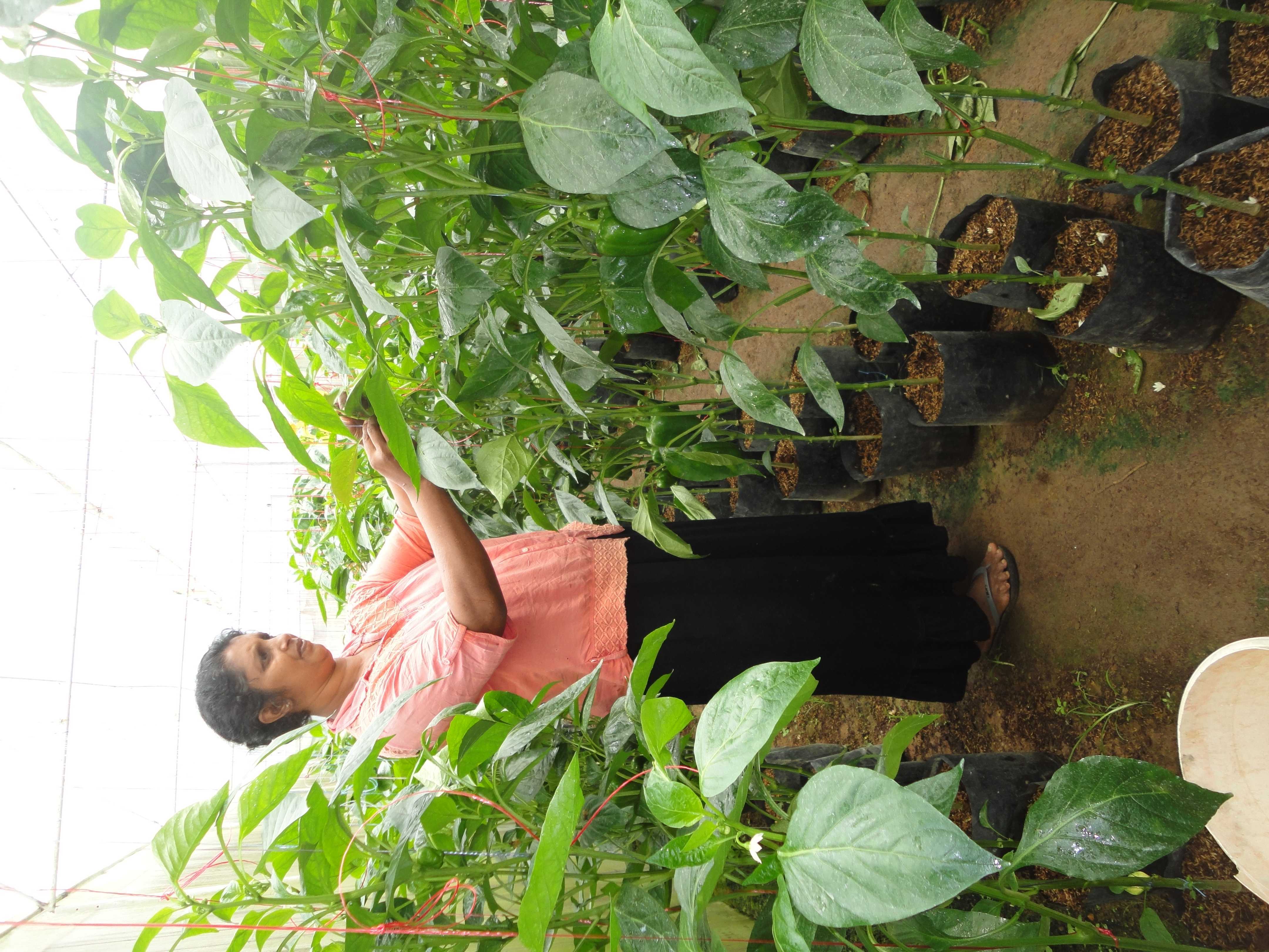 මල්ලිකා හරිතාගාර නිෂ්පාදන