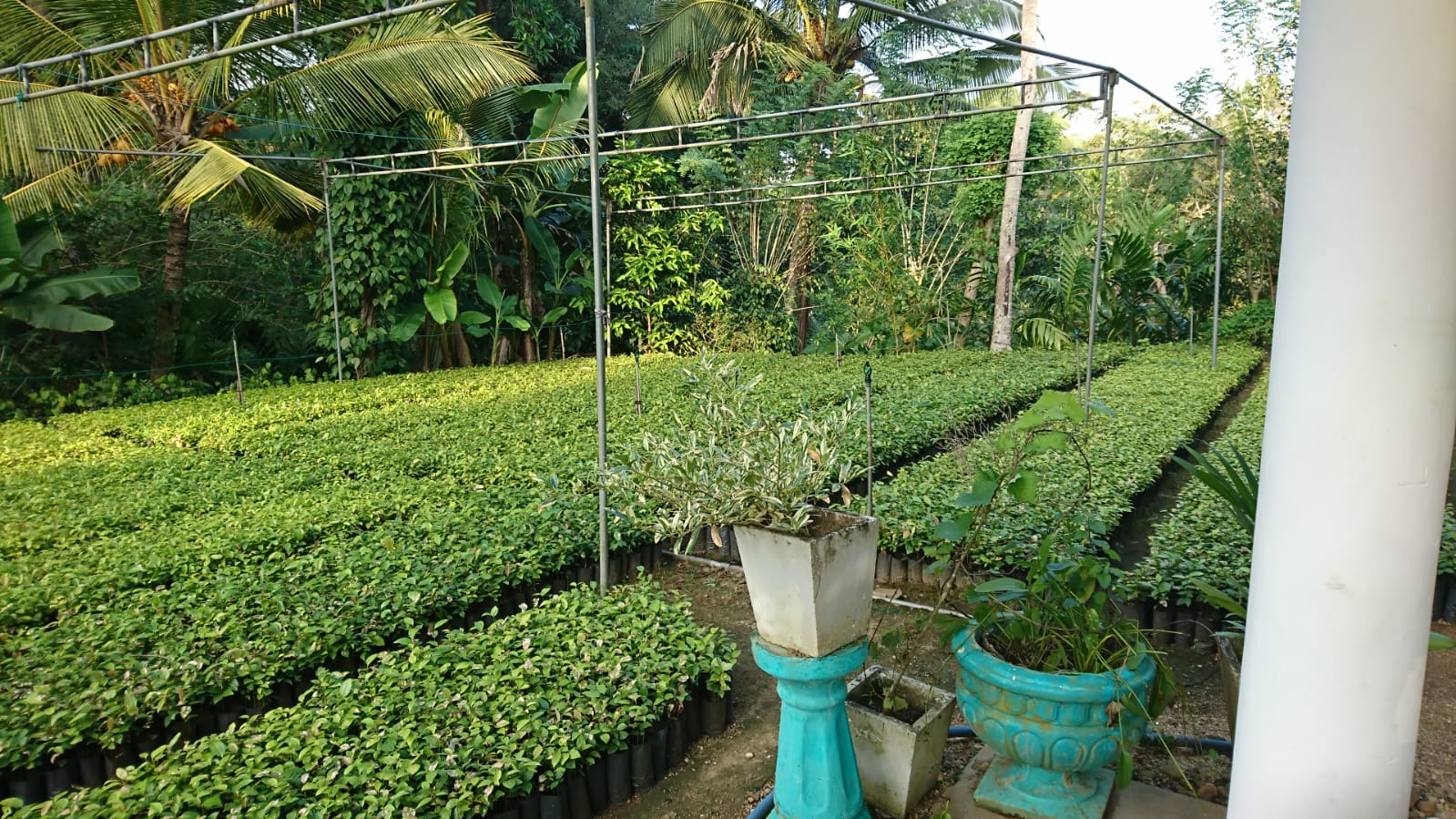 සිතිජ පැල තවාන