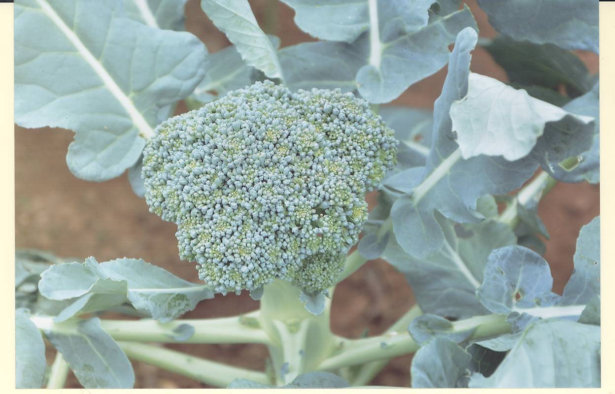 ATHULA VEGETABLE TANNEL