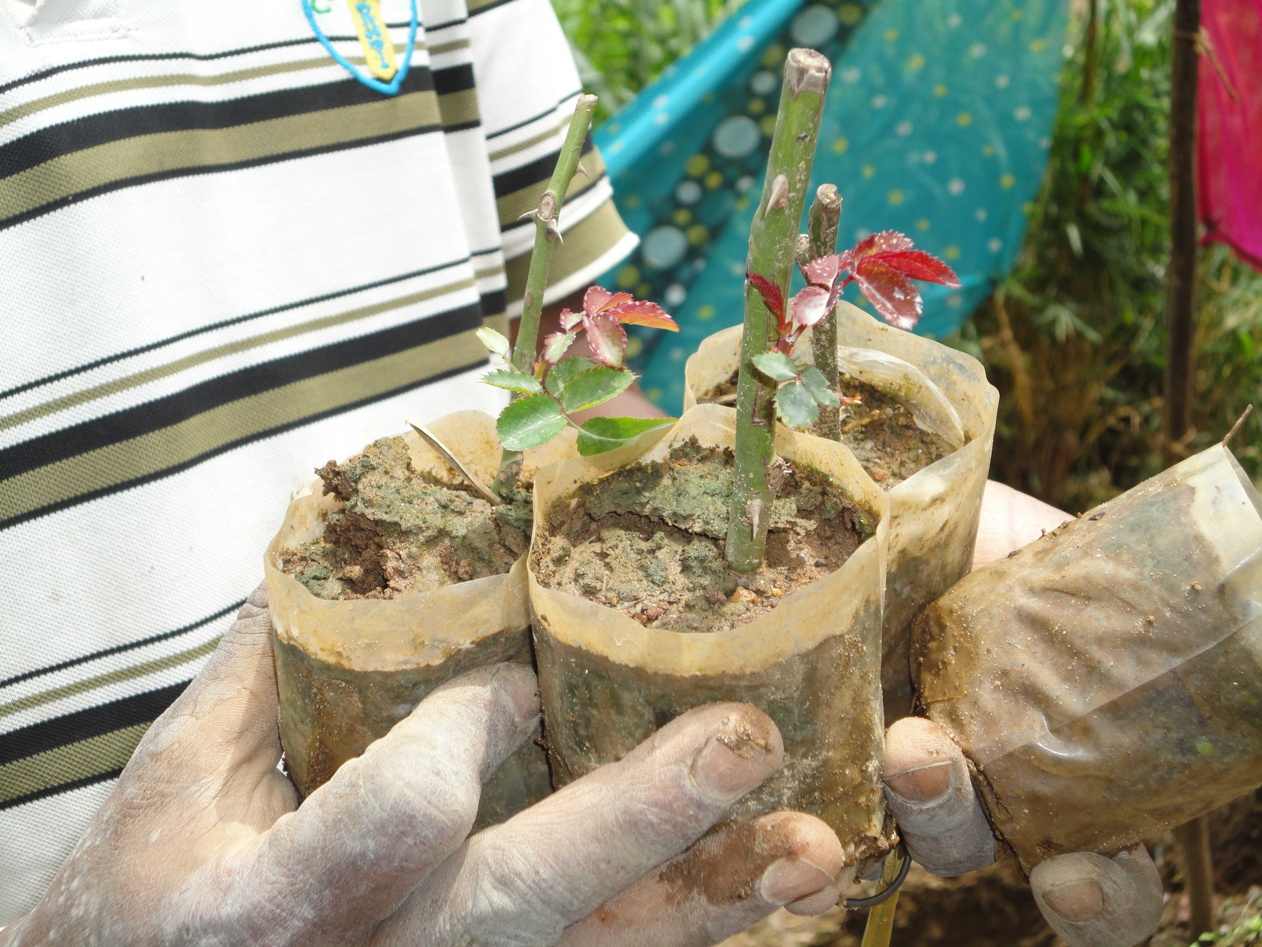 ජයනාත් මල් පැල තවාන