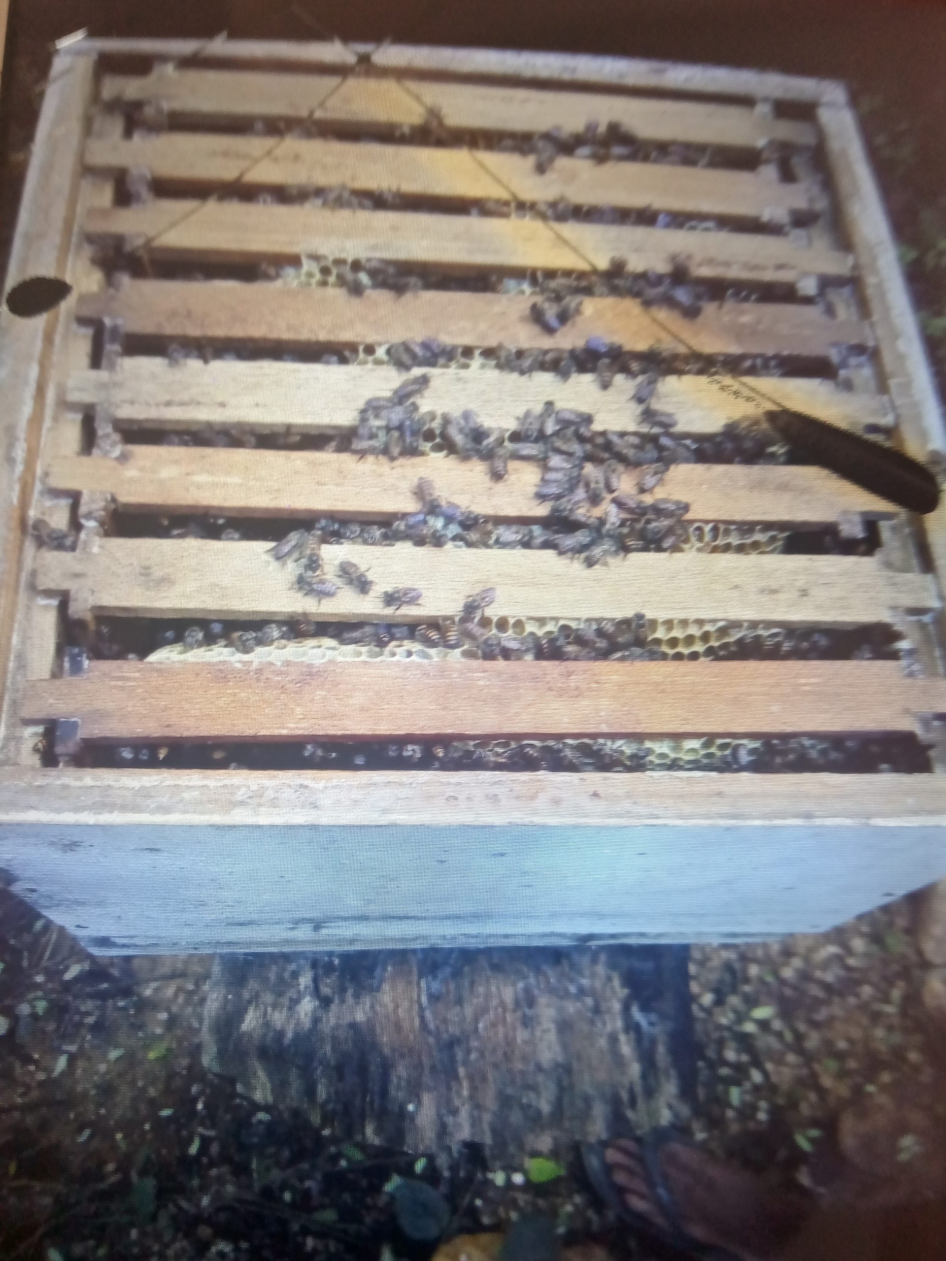මී මැසි පාලනය පොල්ගහපිටිය