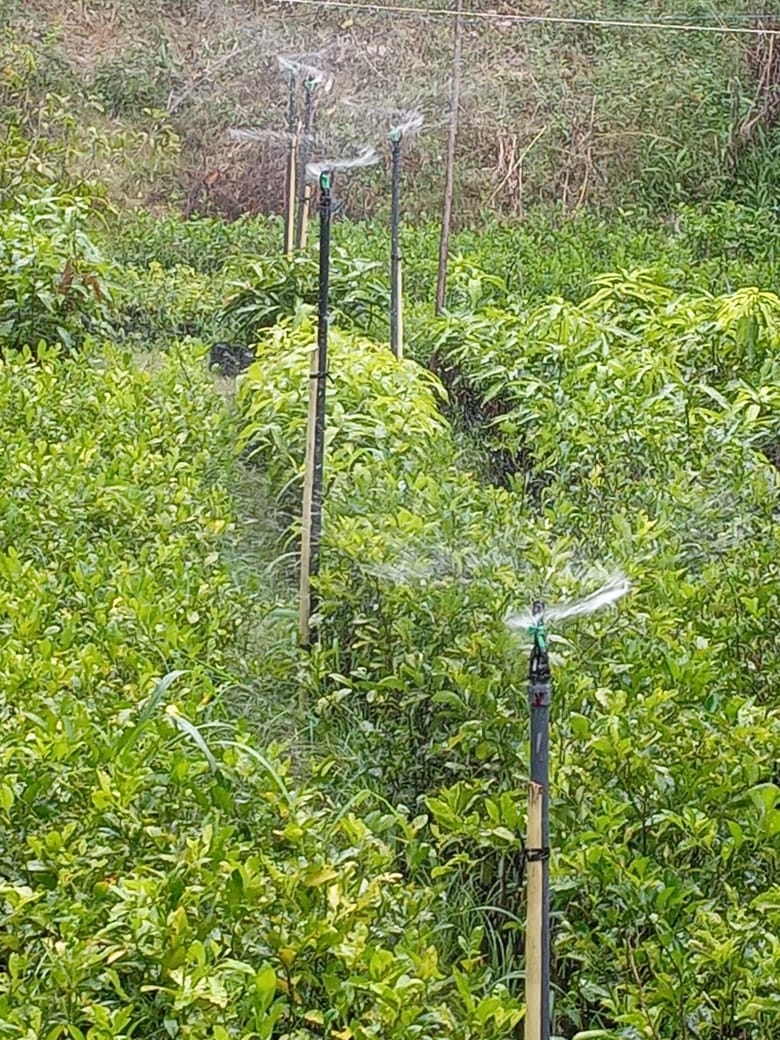 චන්දි පැල තවාන