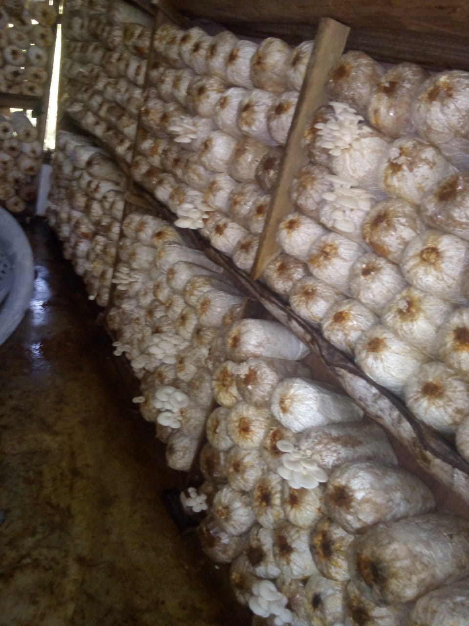 නව මධාරා නිෂ්පාදන