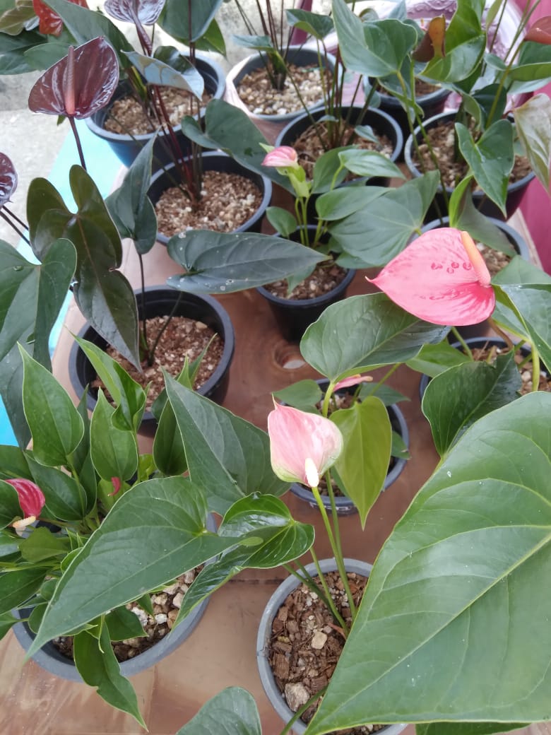 මහිදි