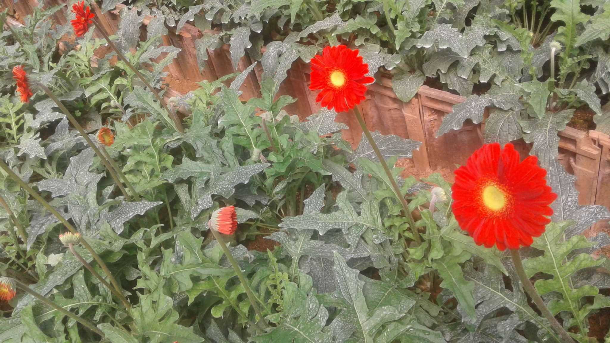 Visithuru Flora