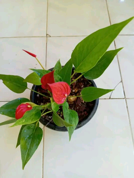ඕකිඩ් වැල්ලවාය
