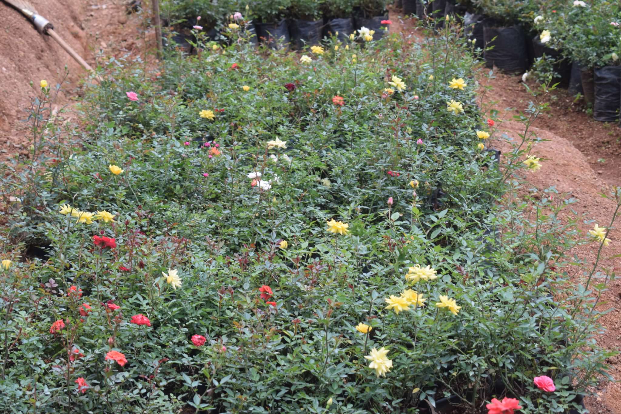 තුසිත මල් පැළ