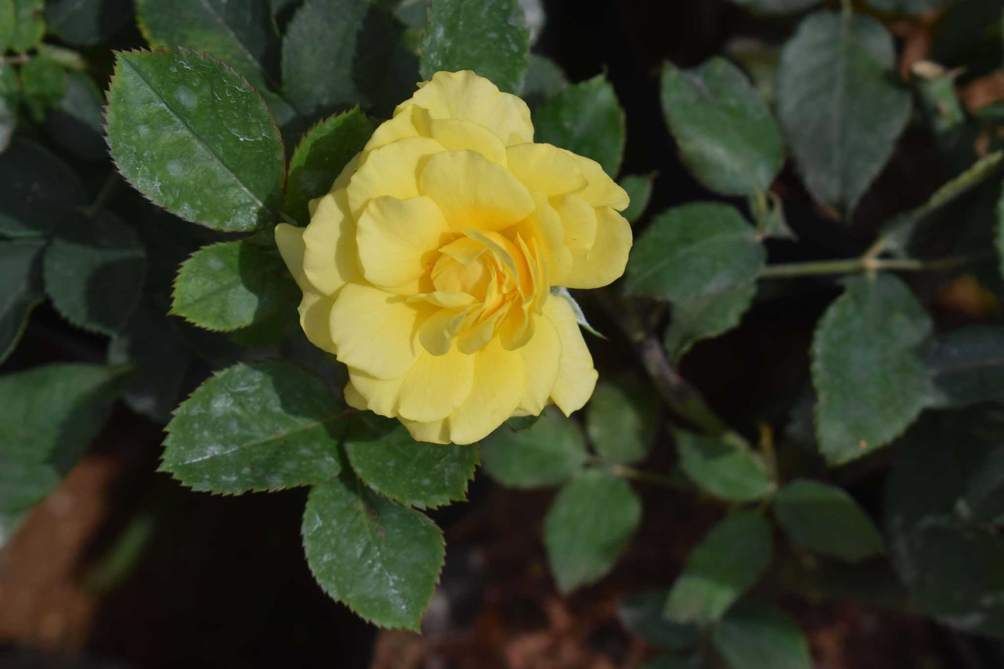 Anura plant nursery