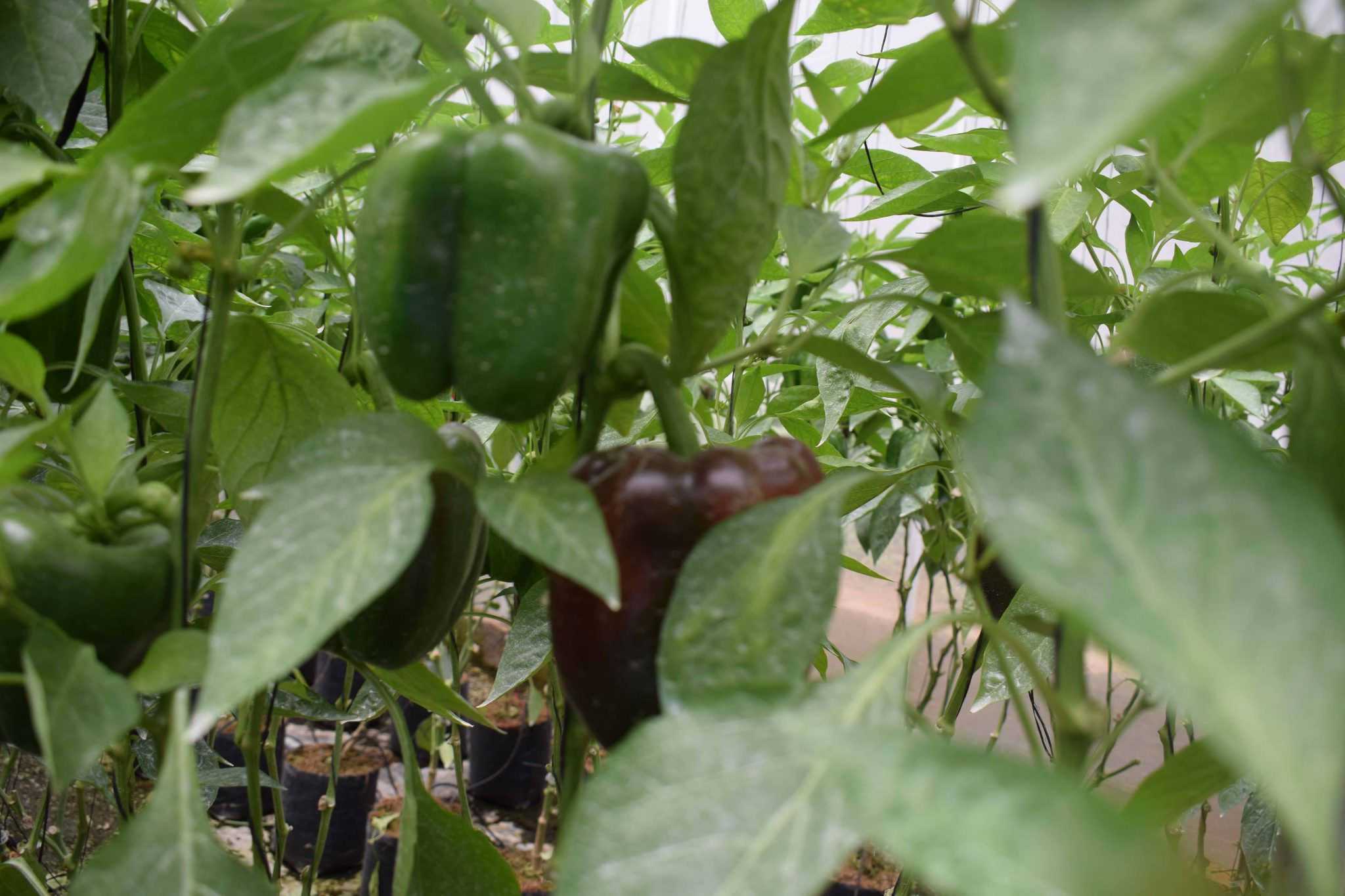Dhanushka Green House