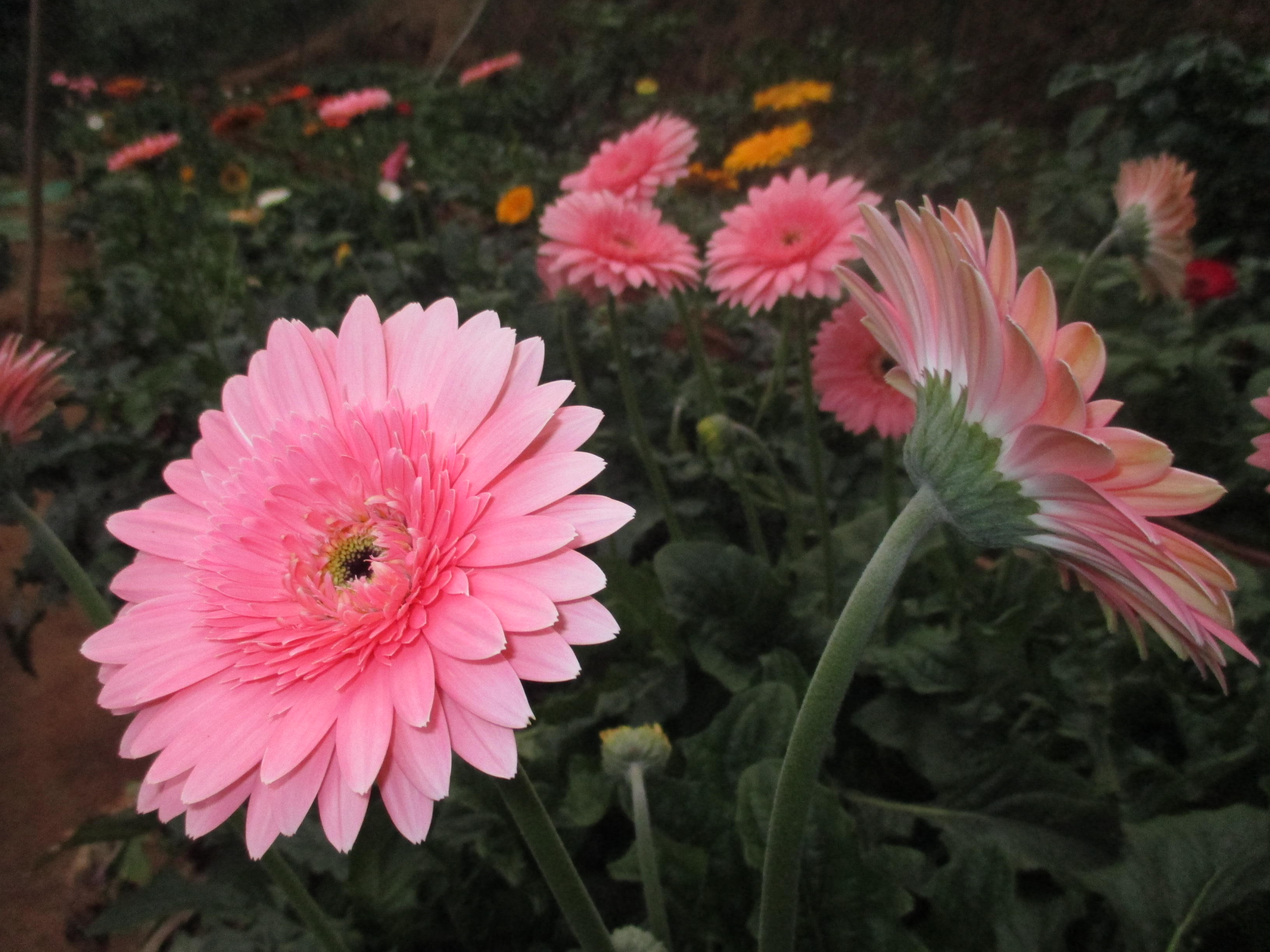 සිසිකිරණ කැපුම් මල් ව්යාපෘතිය Sisikirana Cut Flower project