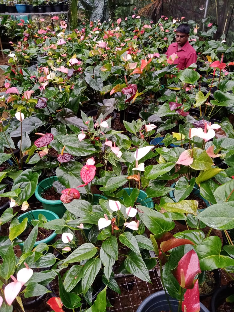 මධාරා මල්පියස