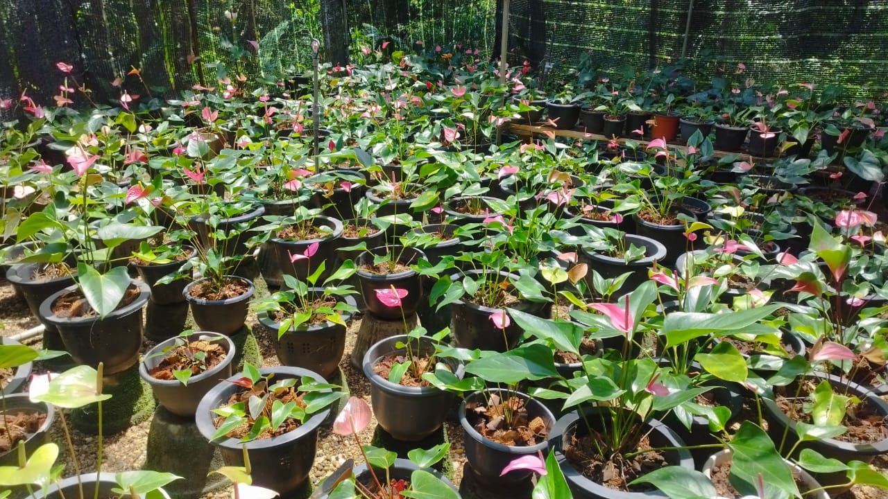 සඳමිණි මල්පැල තවාන
