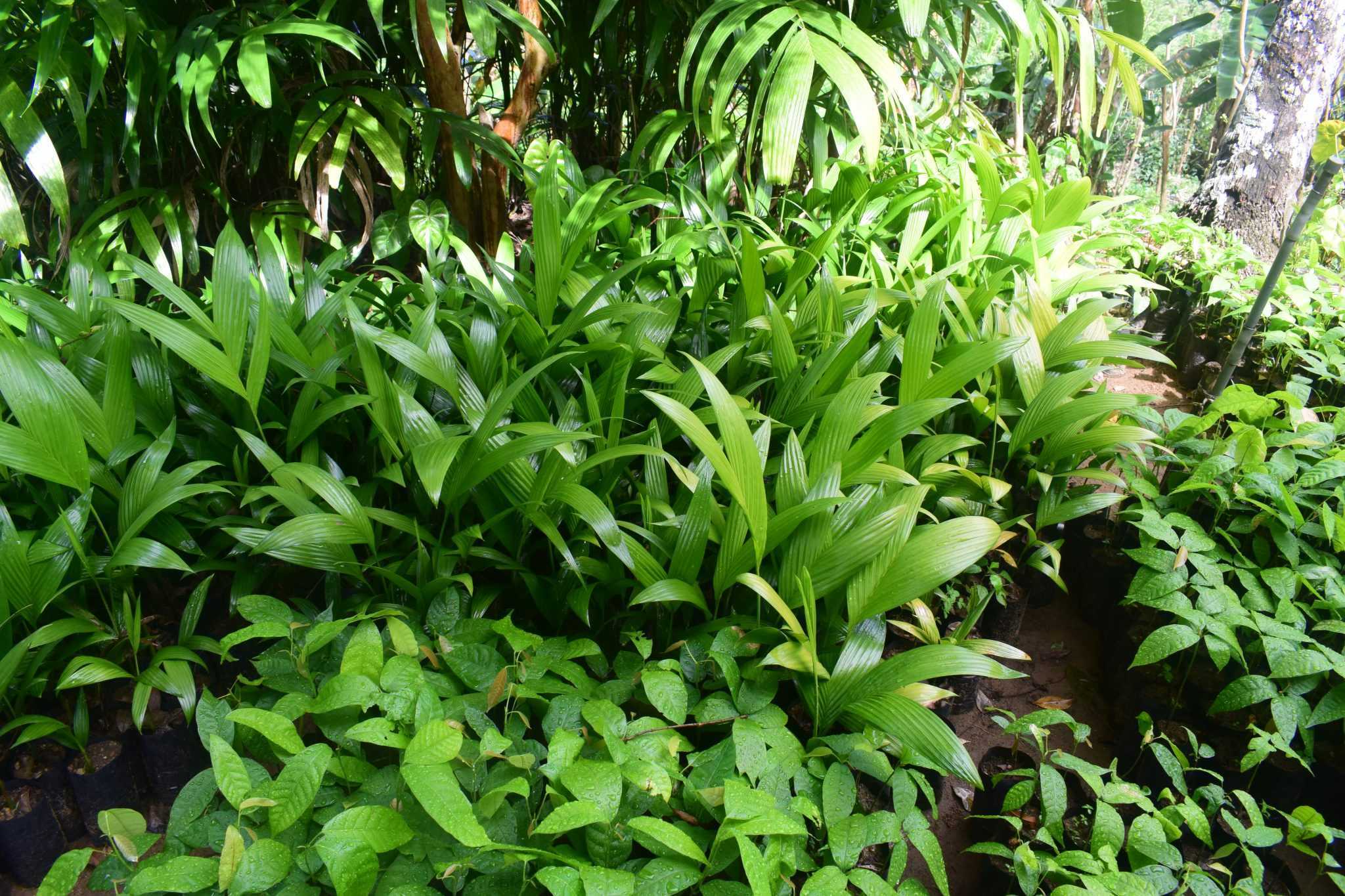 THARAKA PLANT NURSERY