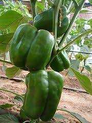 සුදත් හරිතාගාර නිෂ්පාදන