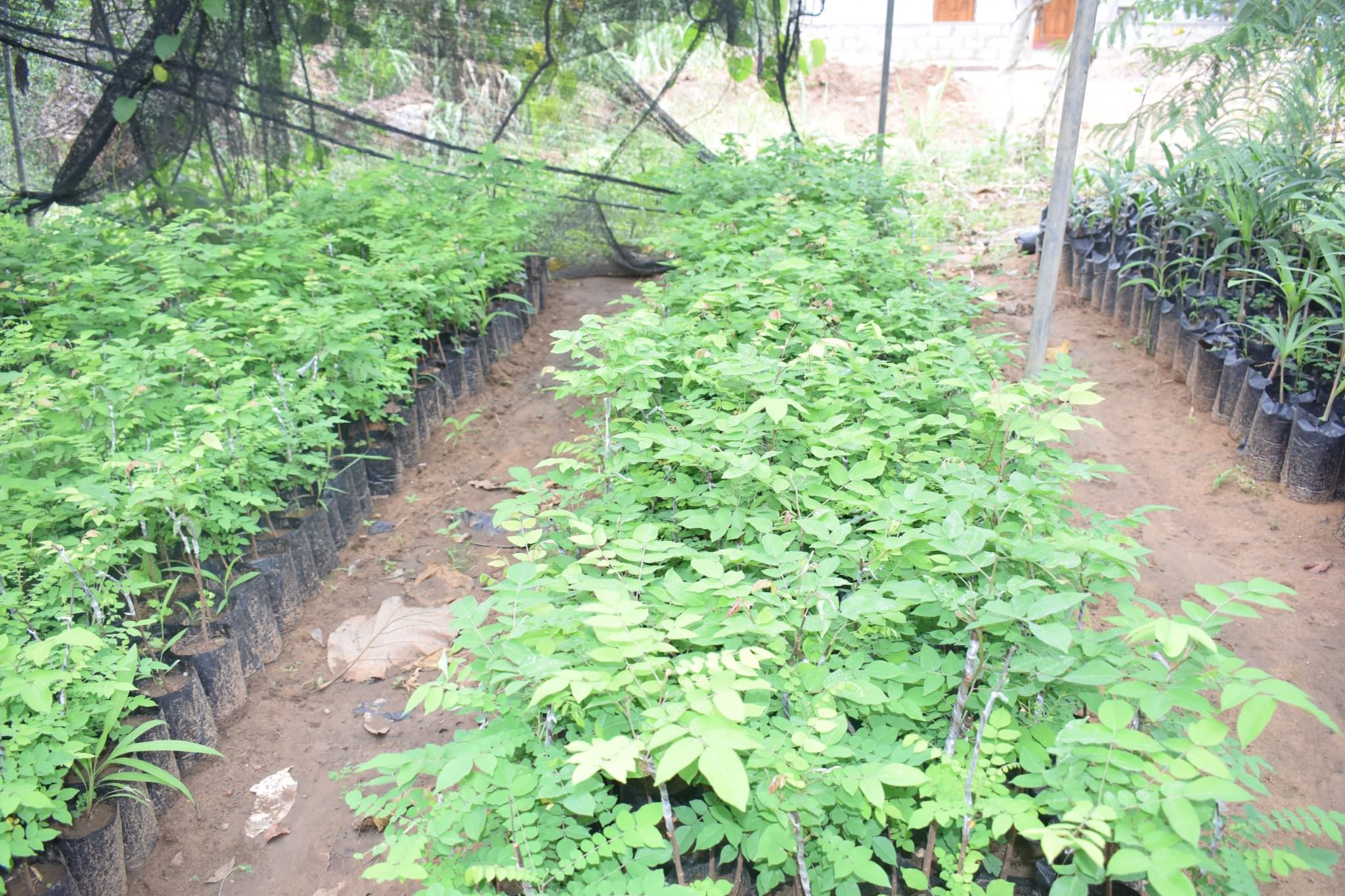 JAYA SRI PLANT NURSERY