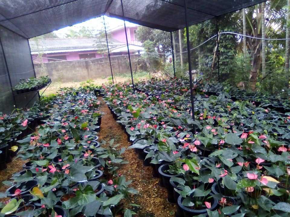Flora By Sha Products