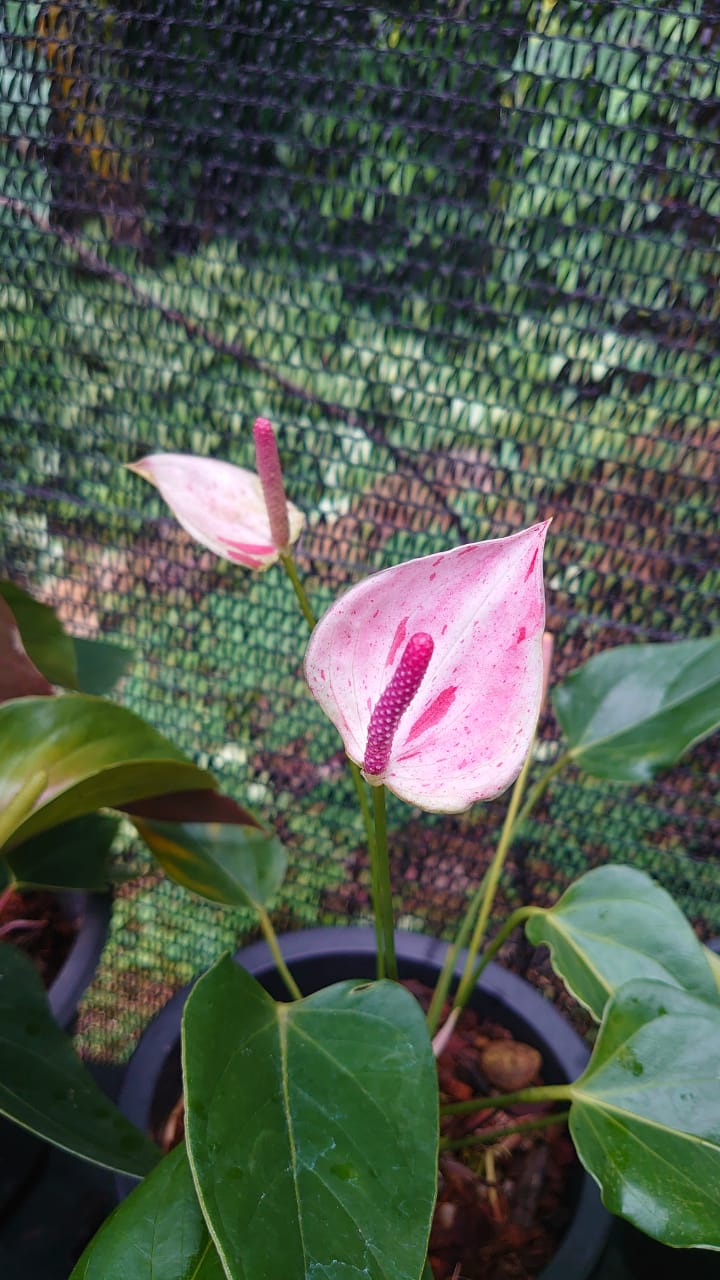 හසි විනූ ඇන්තූරියම්
