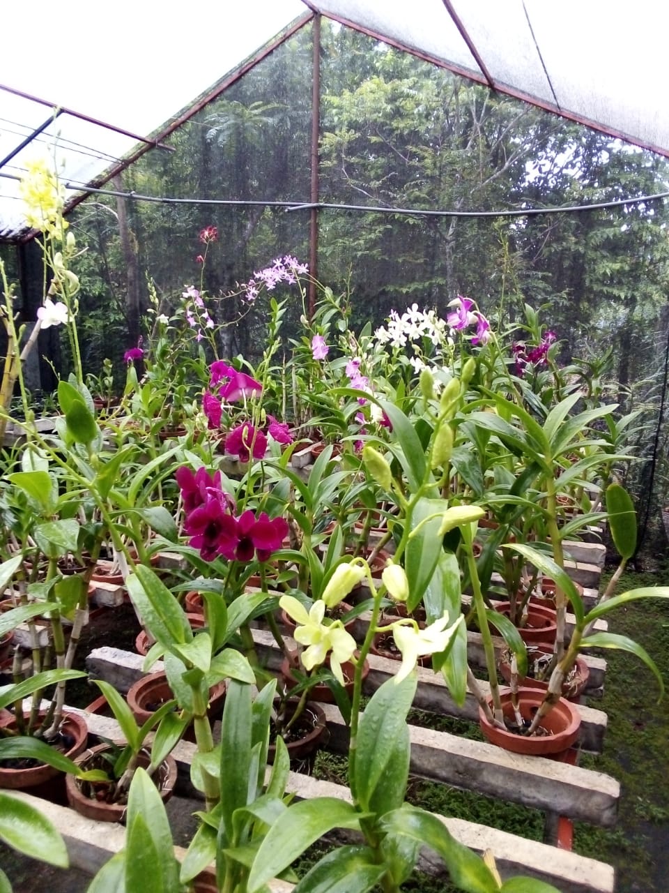 සිතිජ ඕකිඩ්