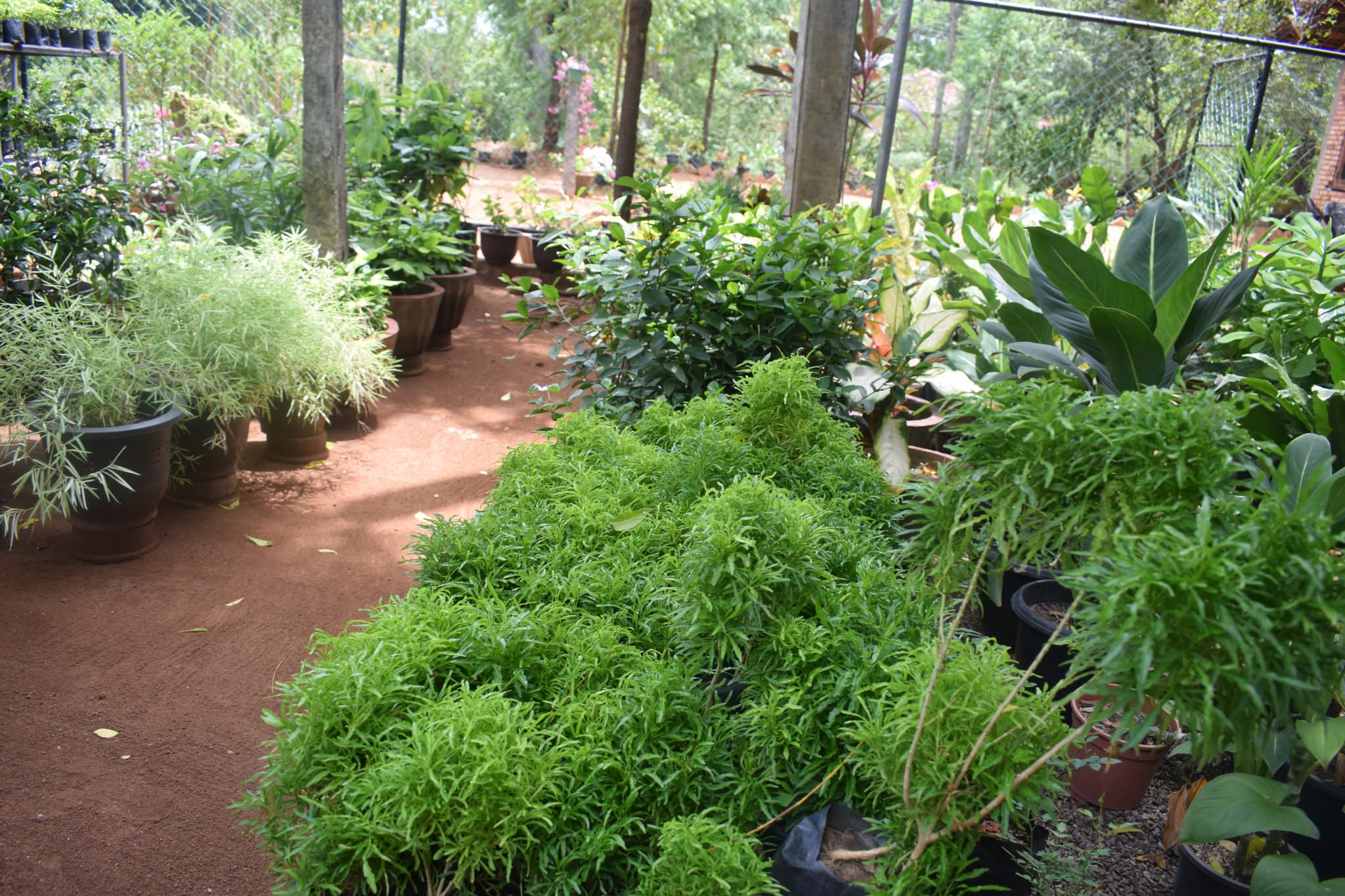 THARUSHI PLANT NURSERY