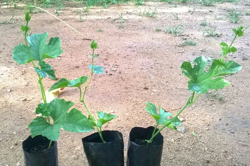 කැටලියා පැල තවාන (Kattleya Nurssary)