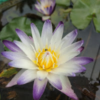 බ්ලූමින් ප්ලාන්ට්ස්