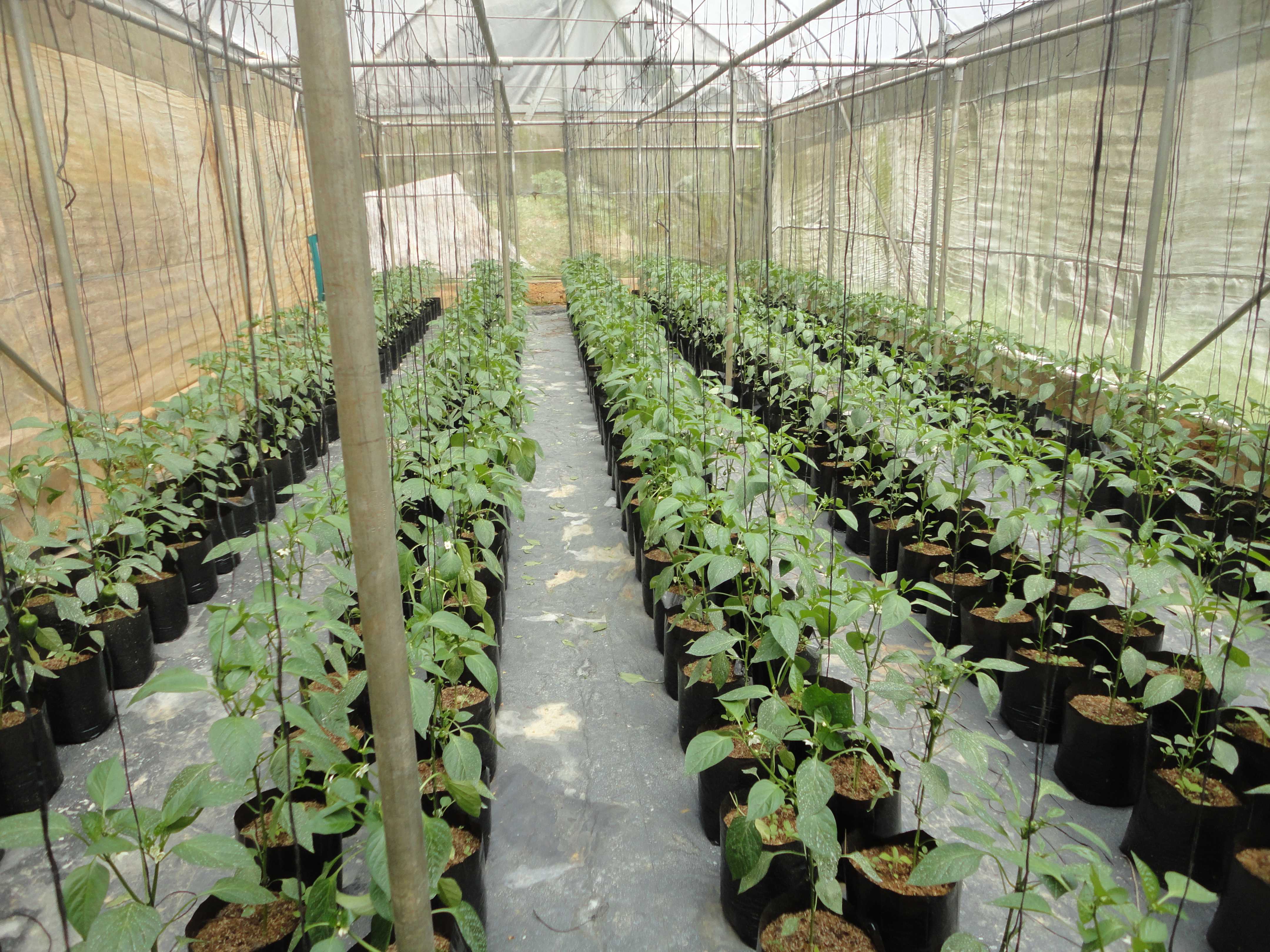 උපේක්ෂා හරිතාගාර නිෂ්පාදන