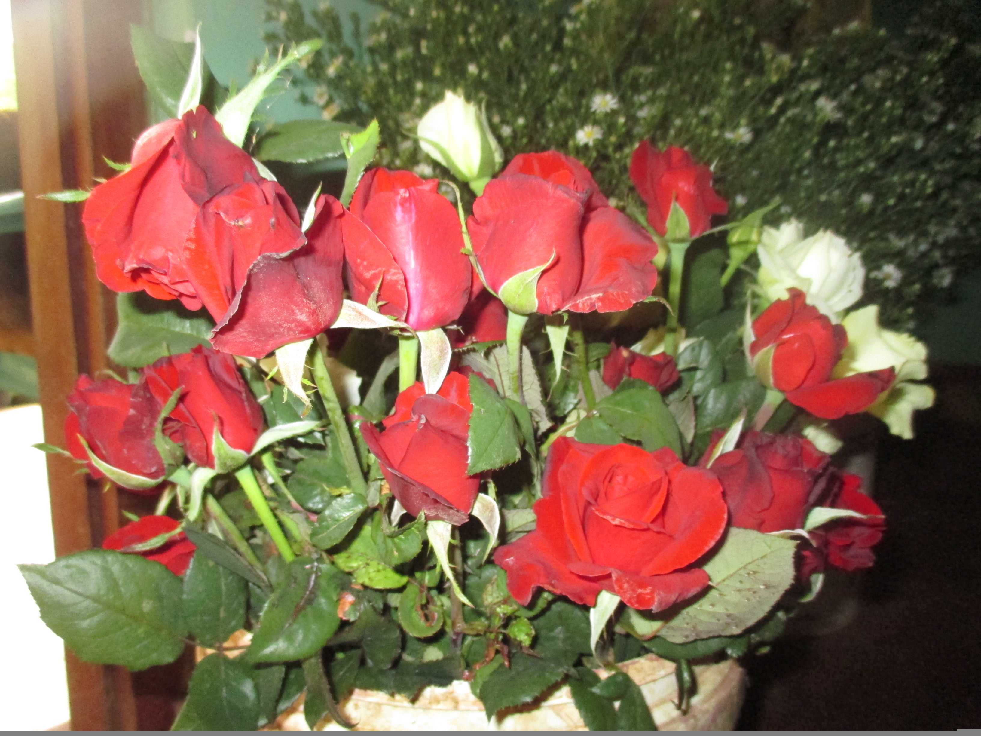 සිසිකිරණ කැපුම් මල් ව්යාපෘතිය Sisikirana Cut Flower project