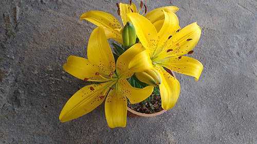 Miyuru sitha Nursery