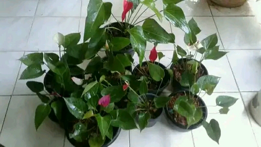 ඕකිඩ් වැල්ලවාය