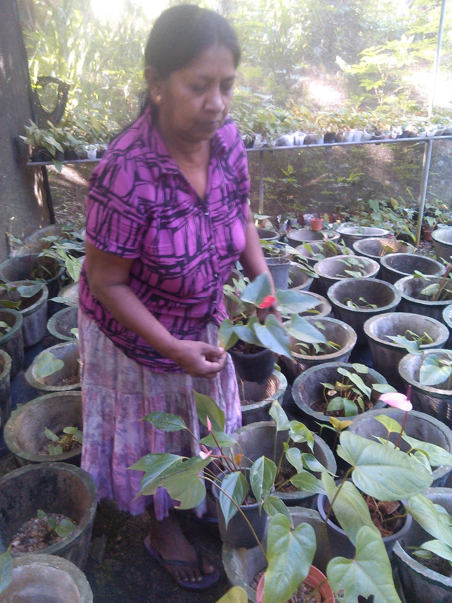 සම්පත් මල් ,විසිතුරු පැල (Pubudu Flower Nursery)