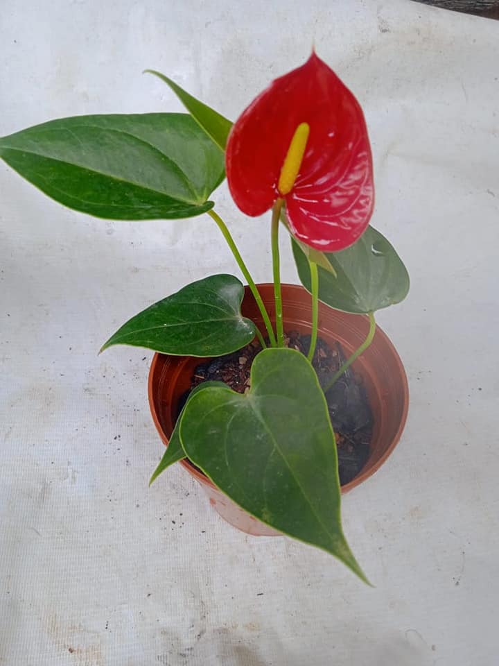 Chaminda Pushpakumara