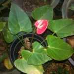 සම්පත් මල් ,විසිතුරු පැල (Pubudu Flower Nursery)