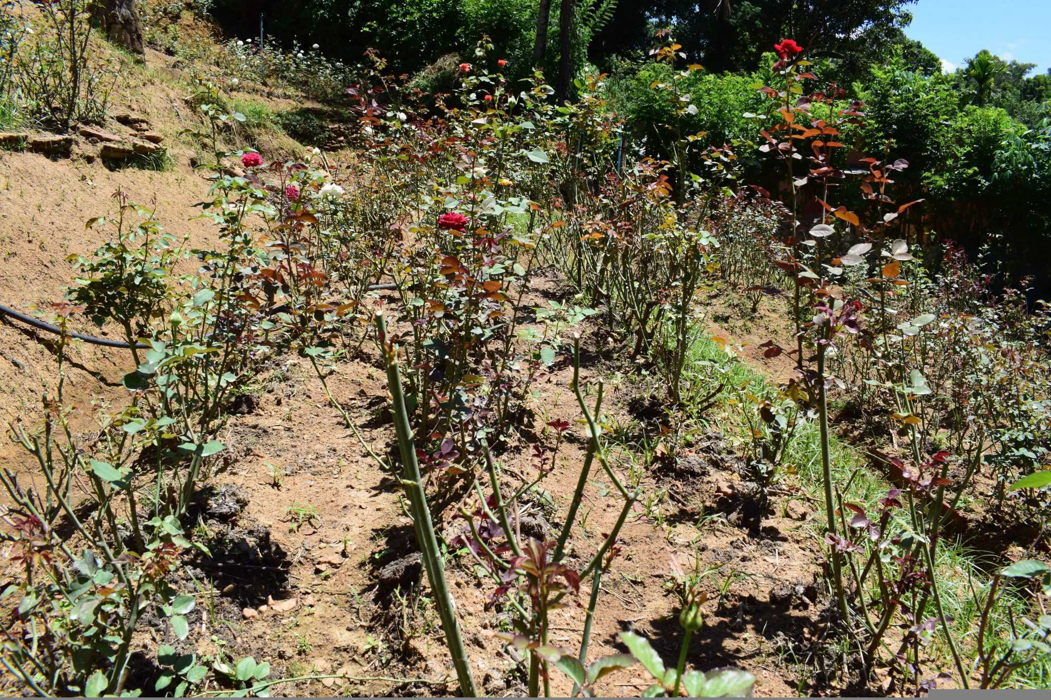 Sinethu Flower