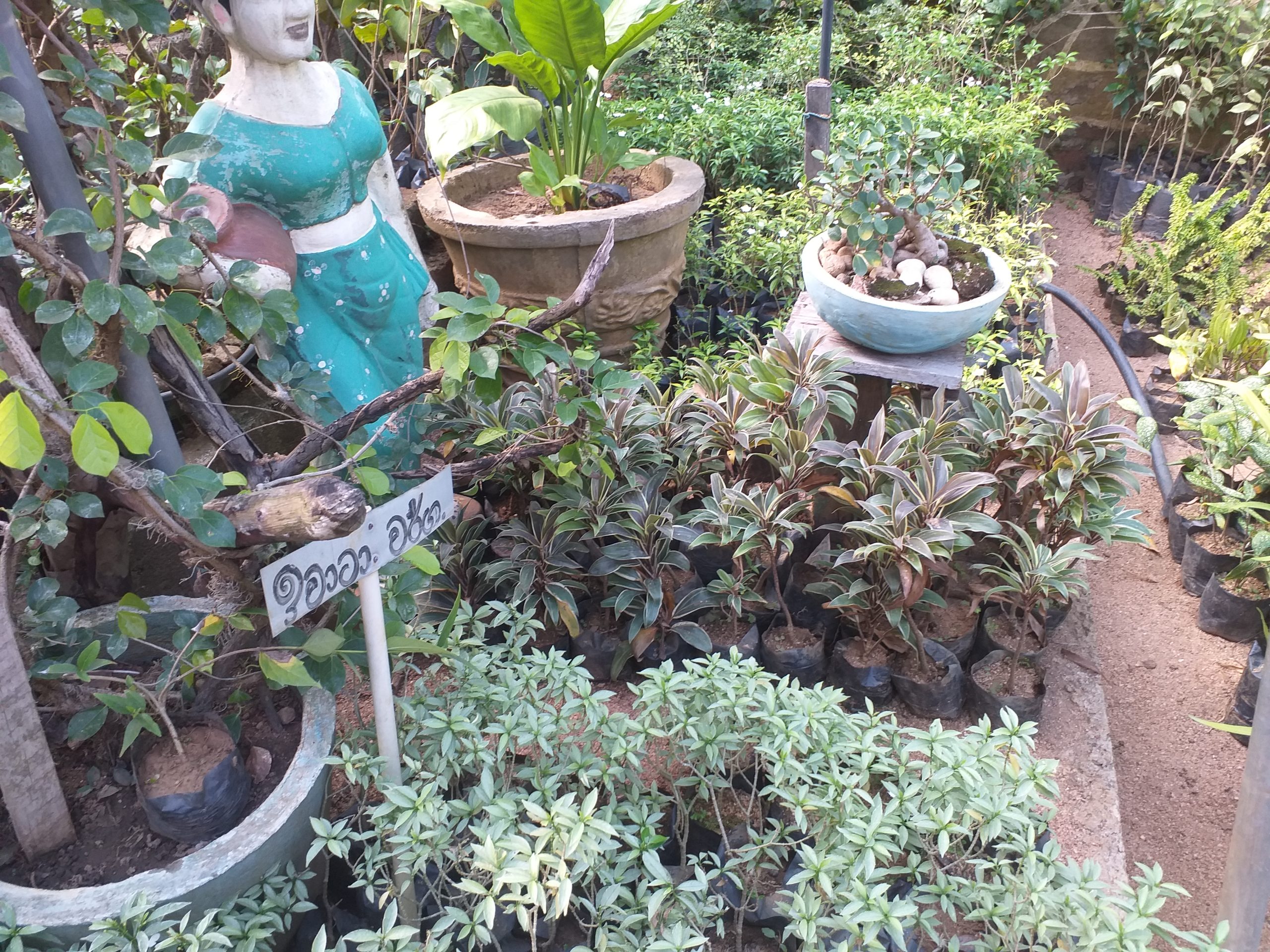 රංග පැල තවාන