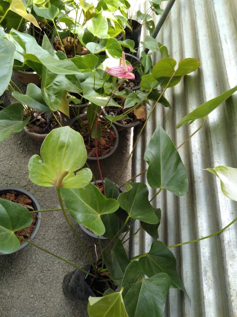 මල් හා පළතුරු