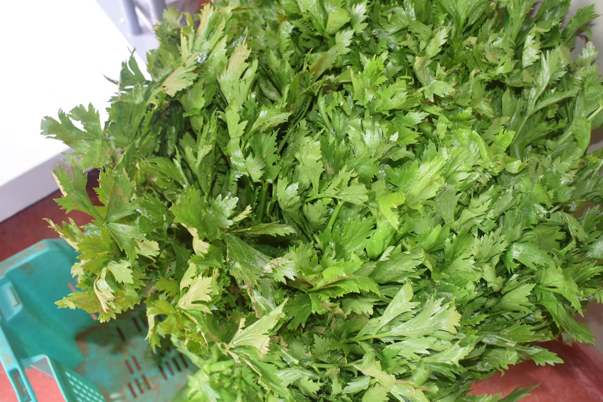 තුසිත ග්රීන්හවුස් තක්කාලි