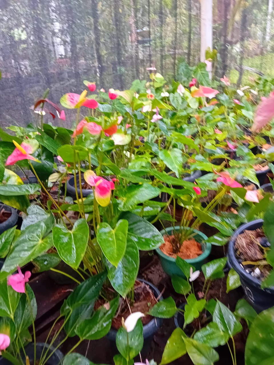 BIMANSA FLOWER NURSARY