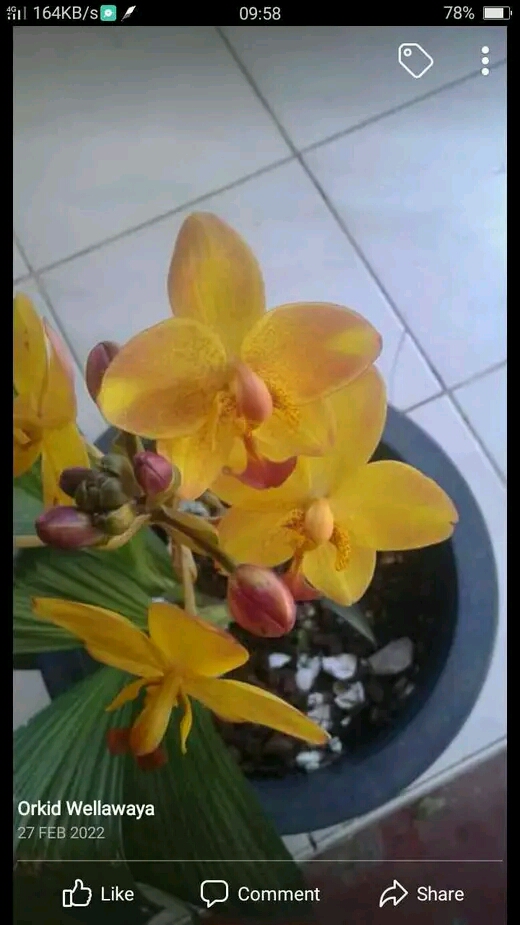 ඕකිඩ් වැල්ලවාය