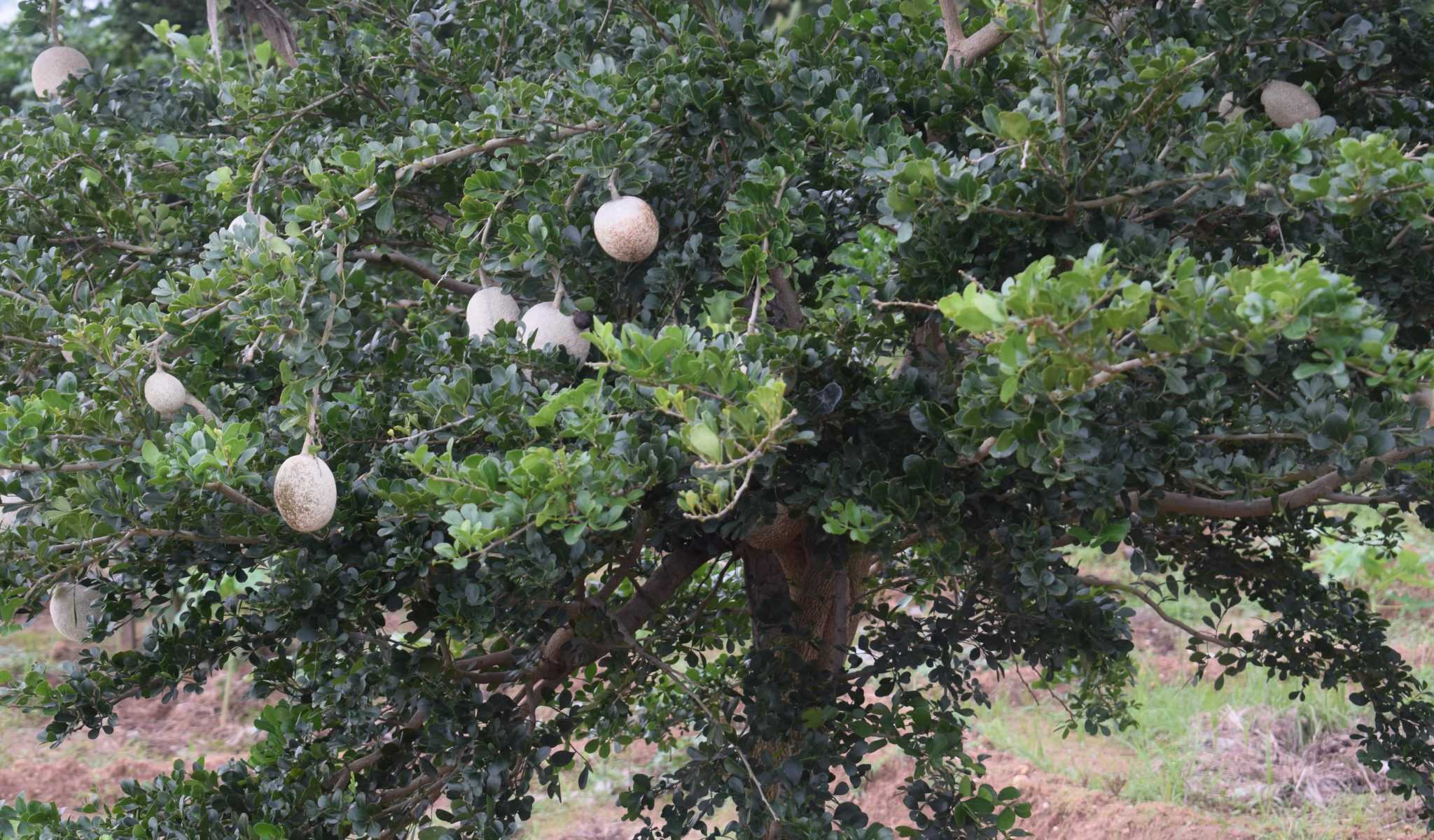 Elapatha yaya fruits production