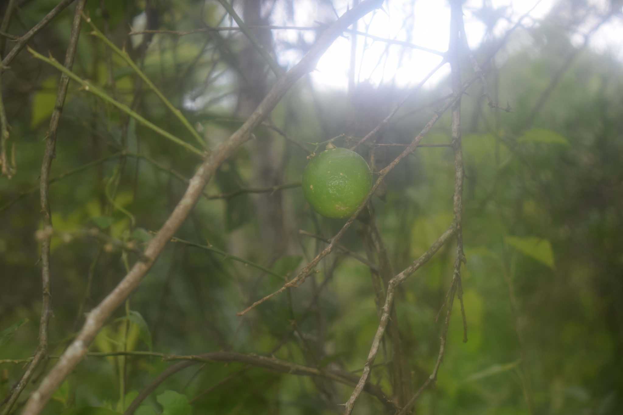 ඩිංගිරි බණ්ඩා දෙහි වගාව