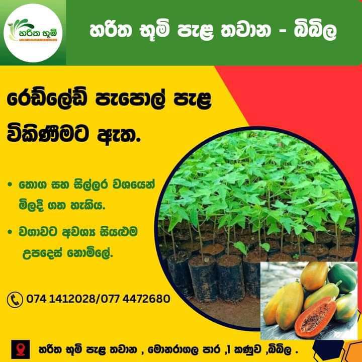 හරිත භූමි පැළ තවාන